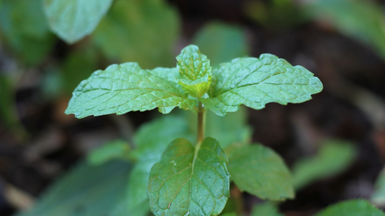 This species has vibrant green, elongated leaves with slightly serrated edges and a subtle sheen, growing on upright, slender stems.