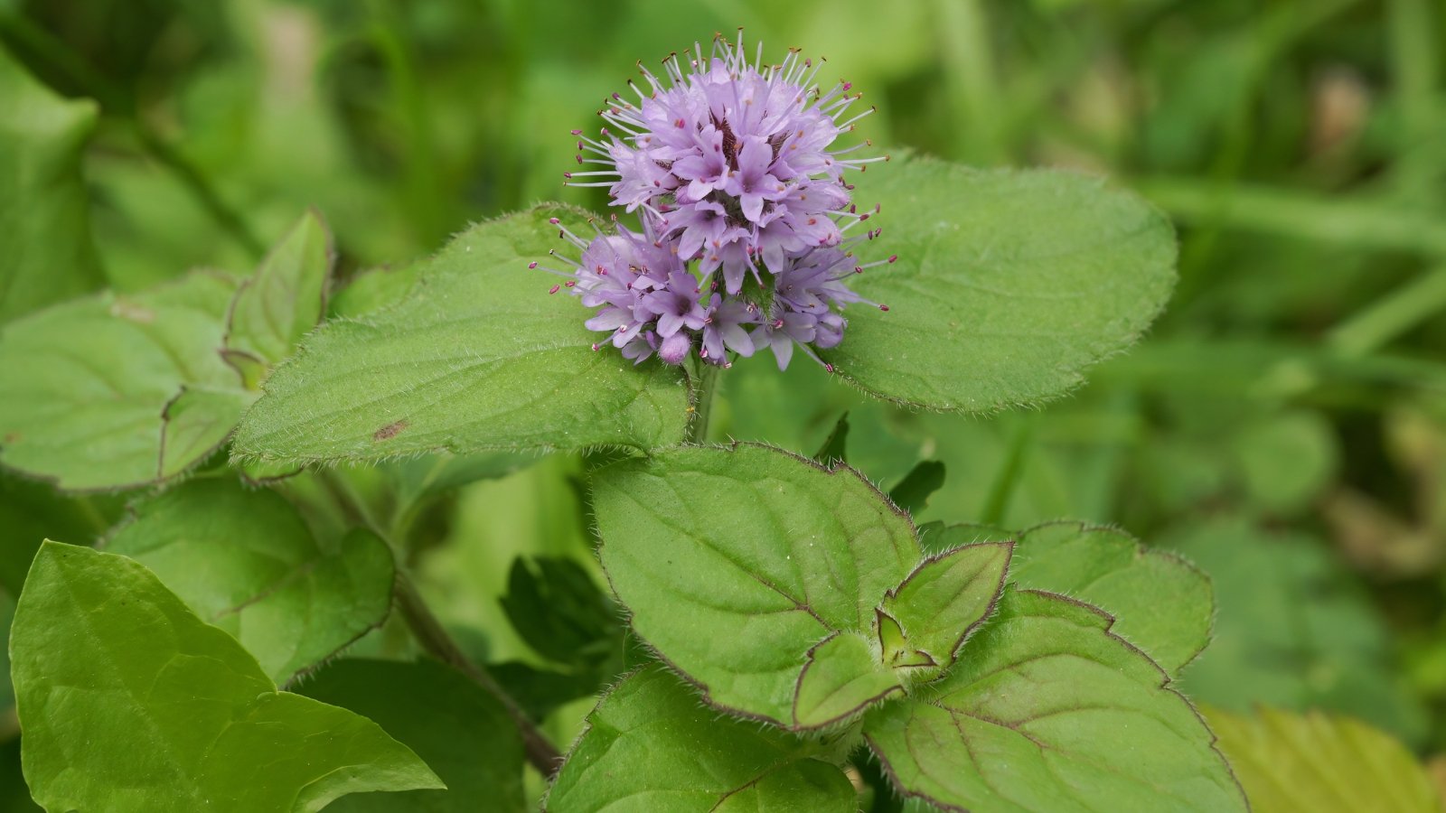 The plant features square stems with broad, rounded leaves and produces small purple flowers in dense whorls.