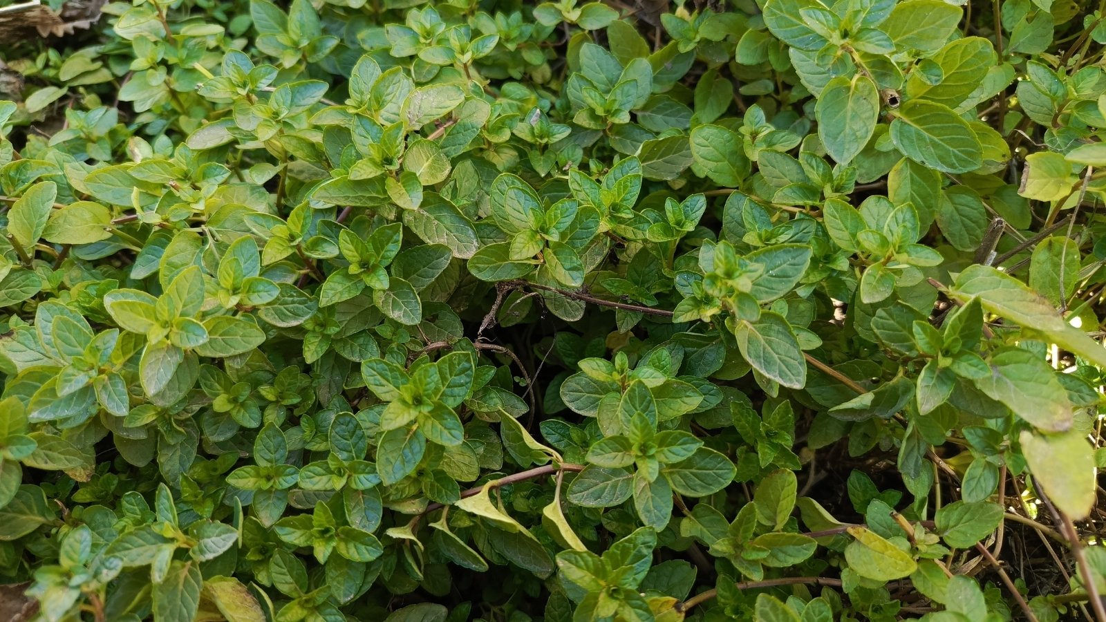 This plant has dark green, ovate leaves with a smooth surface and edges exuding a lavender scent.