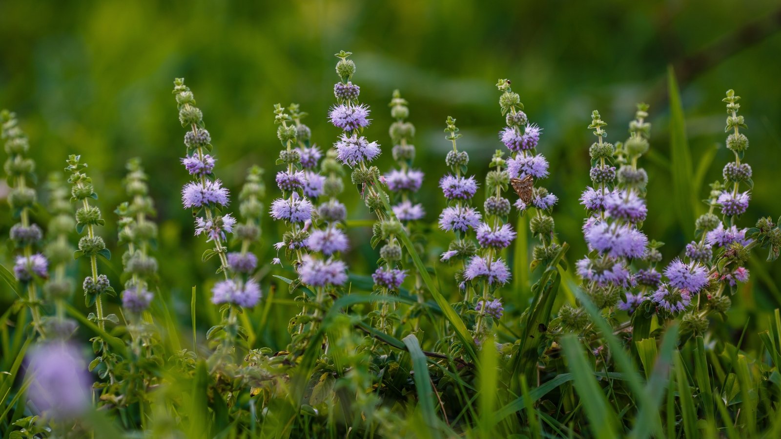 Known for its square stems and small, round, fuzzy leaves, it has dense spikes of tiny, pale purple flowers.
