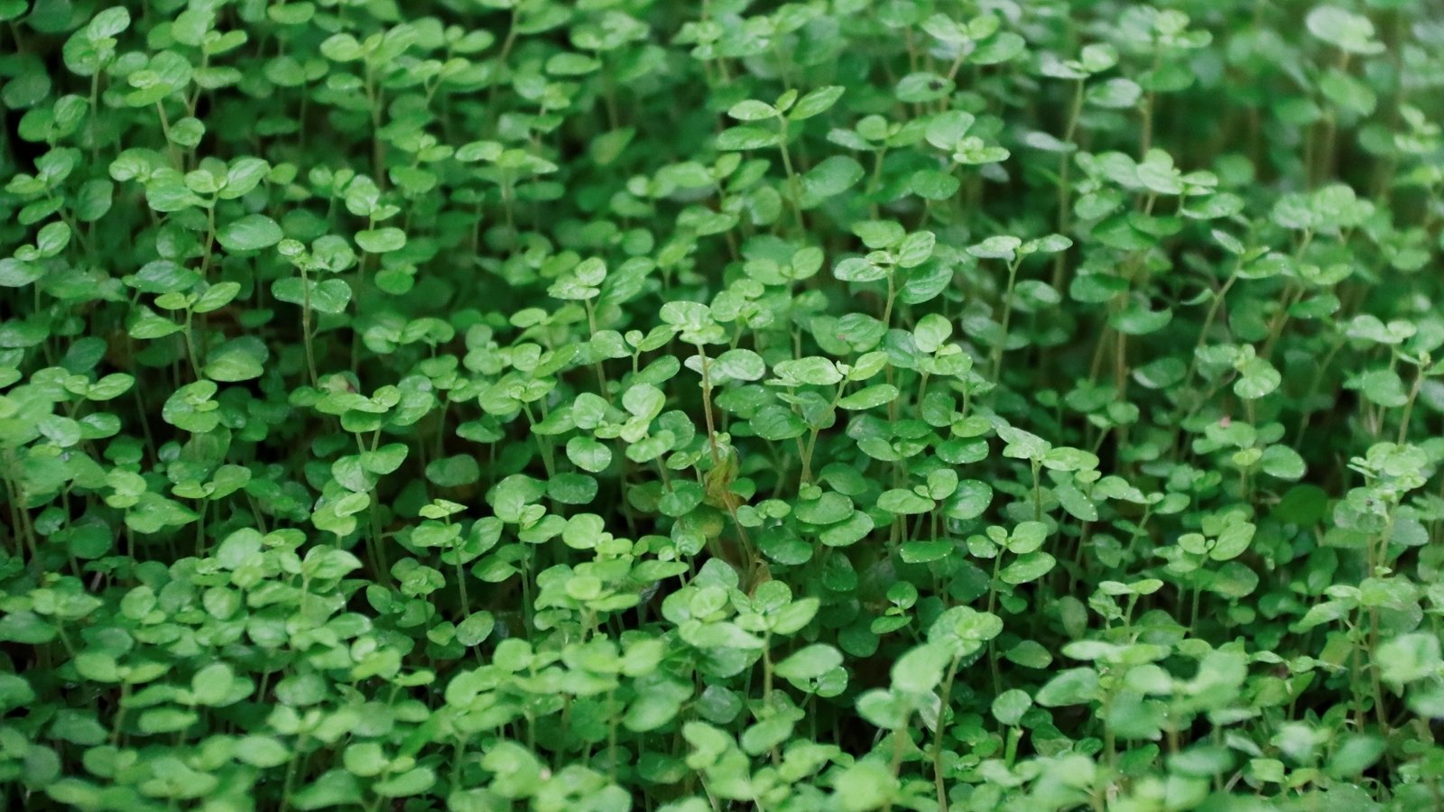 This plant has tiny, rounded, aromatic leaves with square stems.
