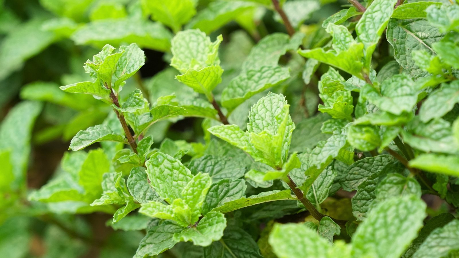 This plant features square stems with bright green, lance-shaped leaves with jagged edges.