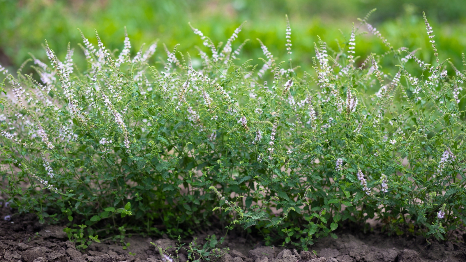 The plant features square stems with serrated green leaves that emit a strawberry-like aroma and bears spikes of pink flowers.