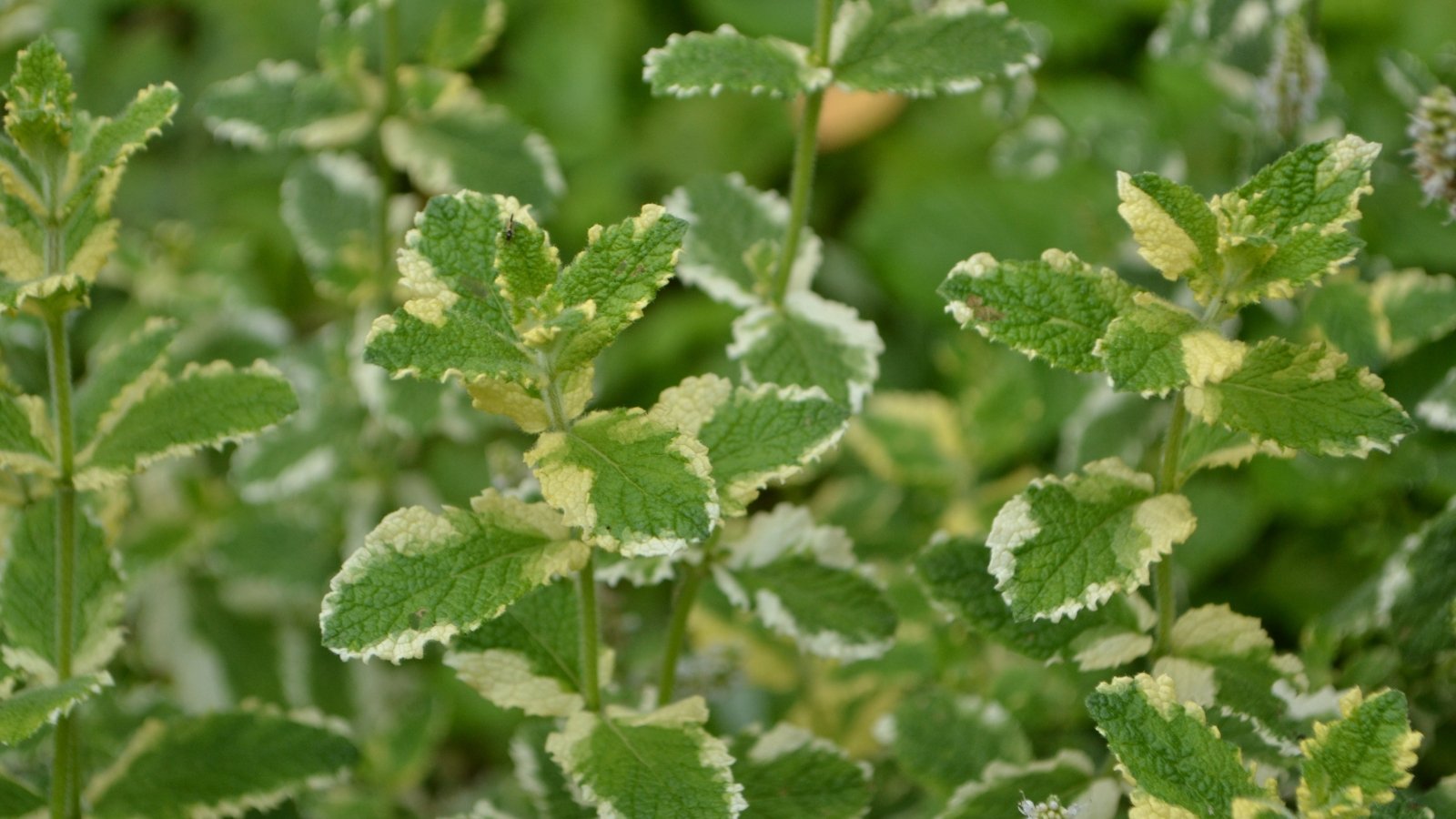 This variety has variegated leaves with creamy white edges and green centers.