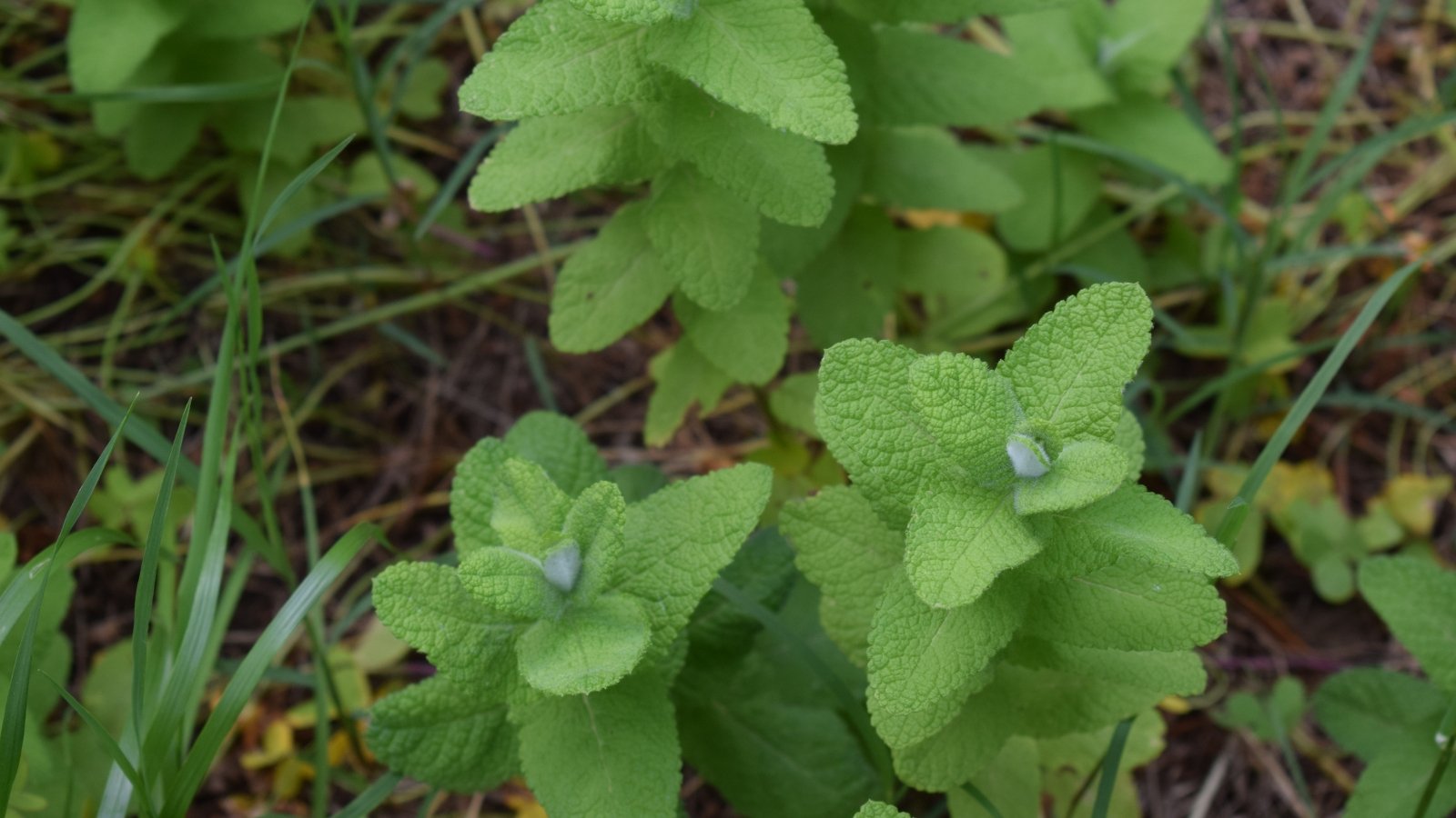 This plant features soft, rounded, and slightly fuzzy green leaves with serrated edges, growing on upright, square stems.