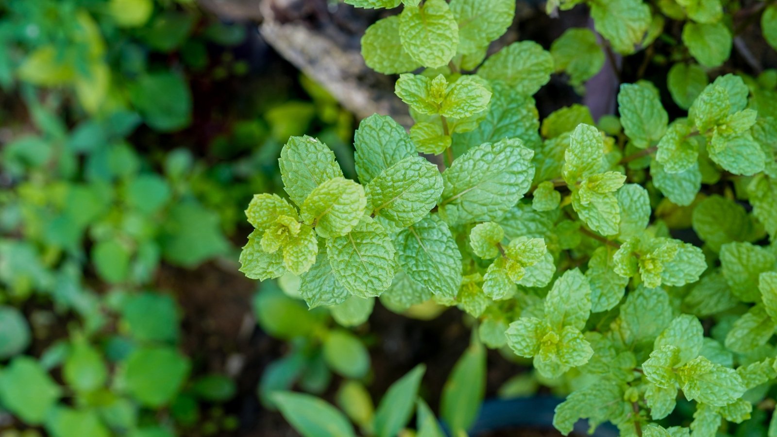 Characterized by its square stems and dark green, ovate leaves, this plant grows in the garden among other herbs.