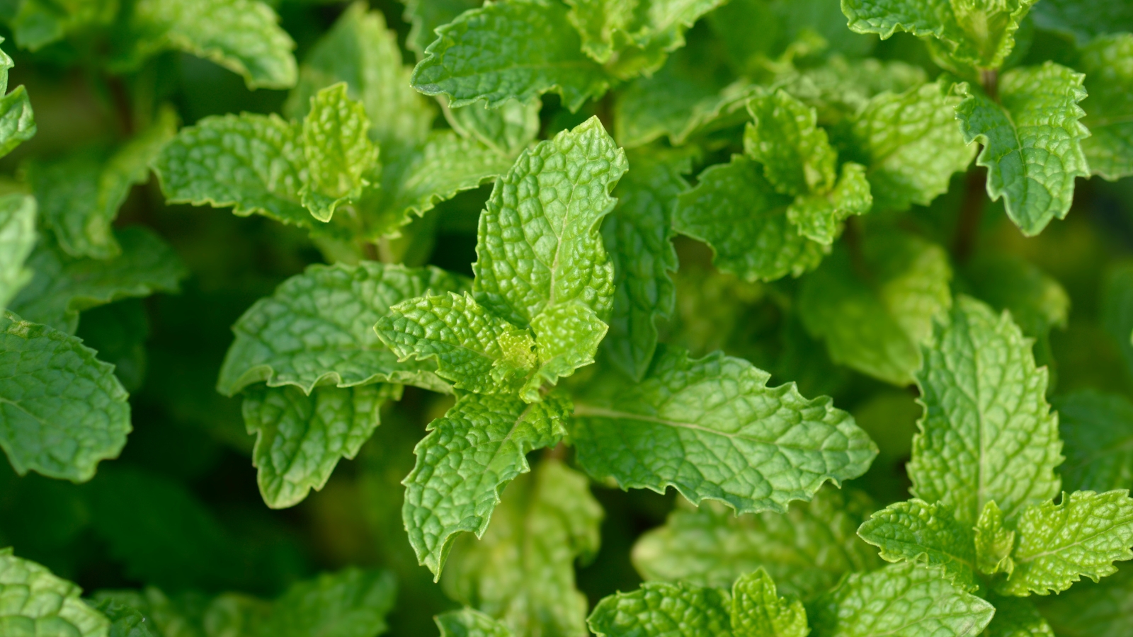 This variety has thick, slightly hairy stems and large, roundish green leaves with jagged edges and abundant veining.