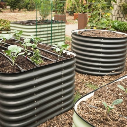 View of a garden with metal raised beds in black, white, and green, featuring black hoses installed for watering the young seedlings planted in the beds.