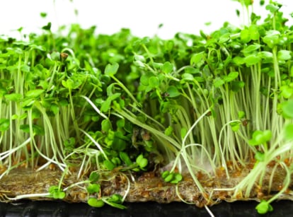 Microgreen growing problems