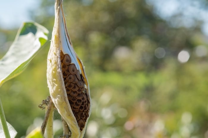 Closeup of a milkweed pod in a field, with hundreds of dark brown ripe ovules inside the pod.