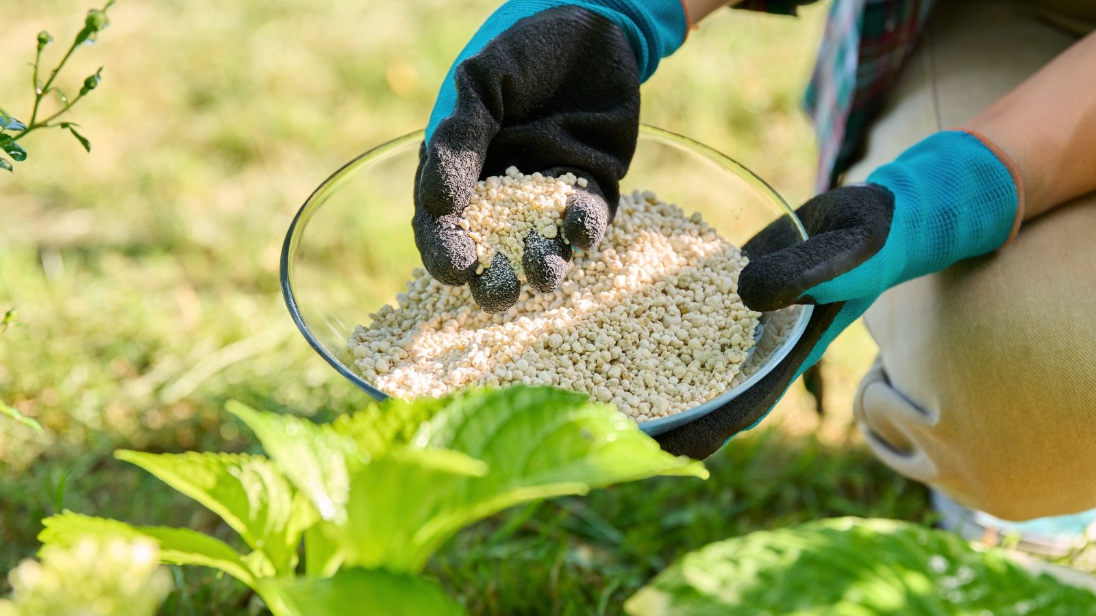 Close-up of female gardener in blue and black gloves applying white granular fertilizer to a young plant with lush green serrated foliage.