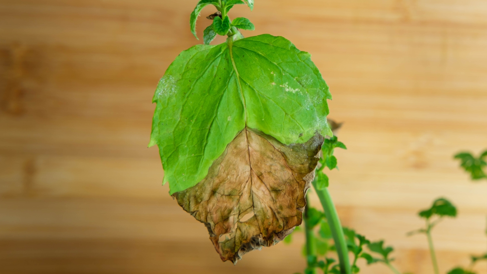 A close-up reveals a mountain mint leaf, its vibrant green hue fading to brown as rust takes hold, signaling the onset of decay. In the background, a wooden wall softly blurs, adding a rustic touch to the scene.