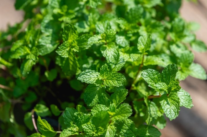 Peppermint, a popular mint variety, has dark green, smooth, lance-shaped leaves with serrated edges on square, reddish stems.