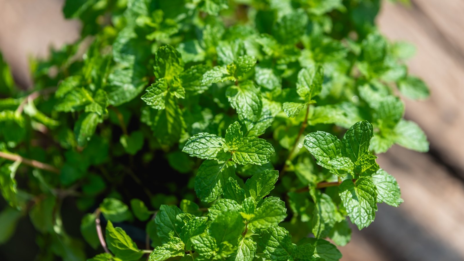 Peppermint, a popular mint variety, has dark green, smooth, lance-shaped leaves with serrated edges on square, reddish stems.