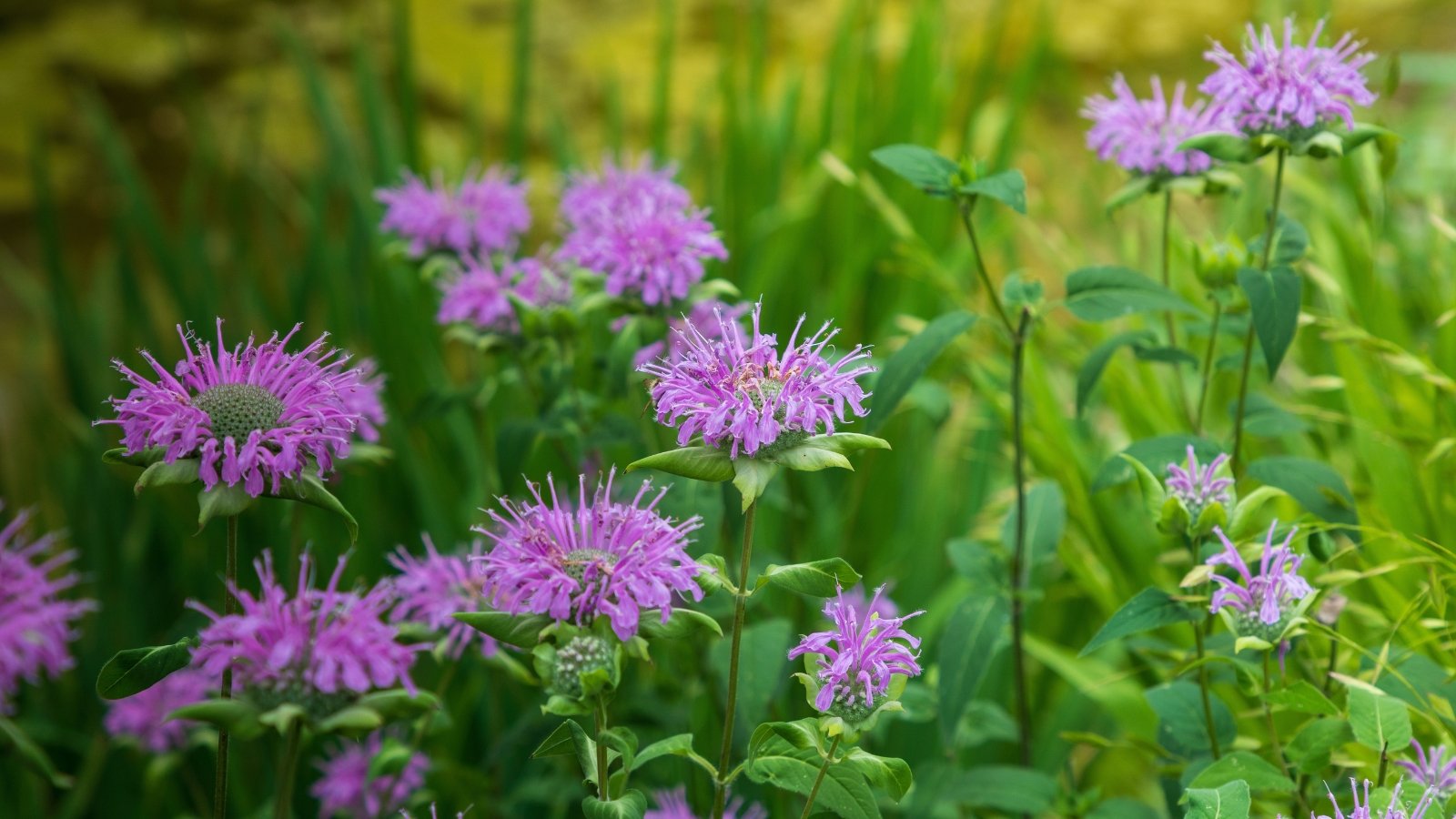 Pale purple Wild Bergamot flowers with frilly petals bloom atop slender stems, surrounded by lush green foliage.