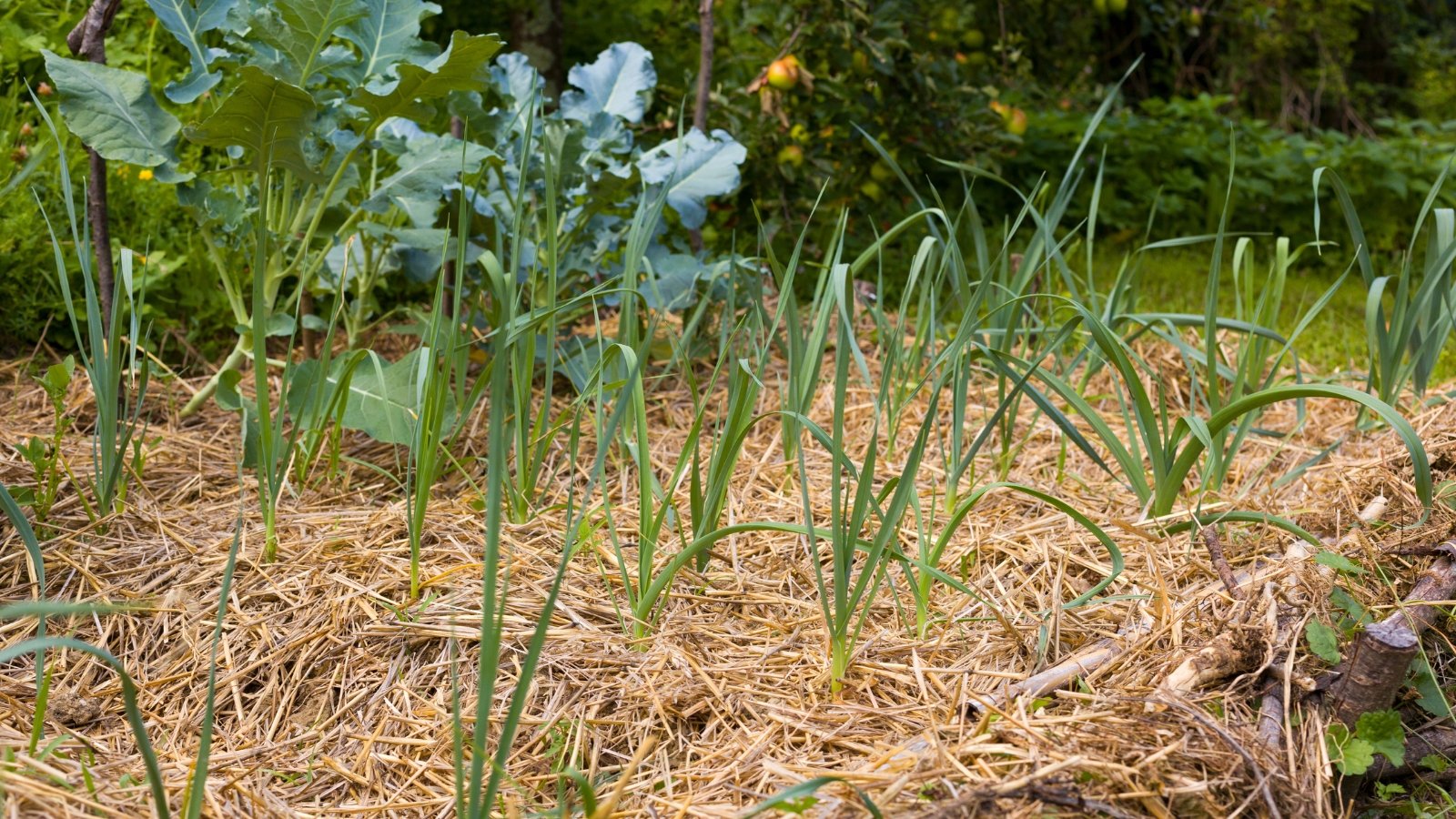 A view of green plants thriving in soil covered with straw mulch, which helps retain moisture and protect the young shoots.