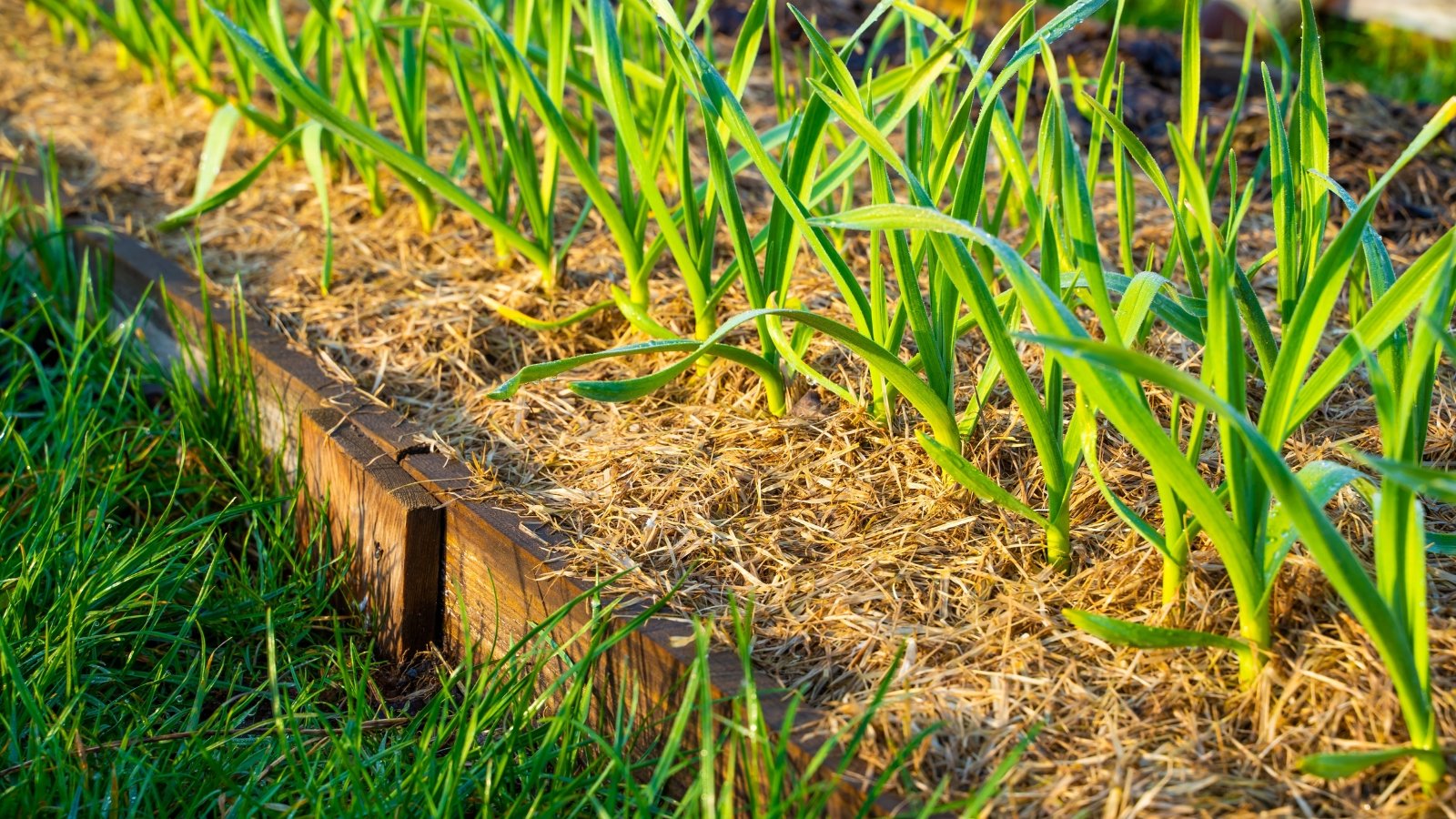 Close-up of a wooden raised bed with growing Allium sativum plants, featuring narrow, elongated green leaves that fan out from bulbs hidden below the surface, with dry straw mulch covering the soil.