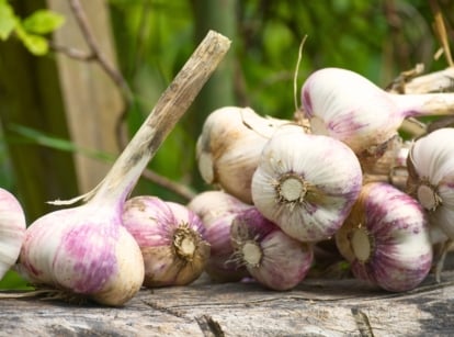 The Music Hardneck Garlic has large, plump cloves encased in a thick, papery skin with a hint of purple streaking, and the bulbs are robust and well-formed, with a central woody stem.