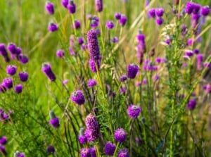 This plant showcases tall, wiry stems adorned with rich purple, ball-shaped flower heads and finely divided green foliage, with native seeds that don't require stratification.