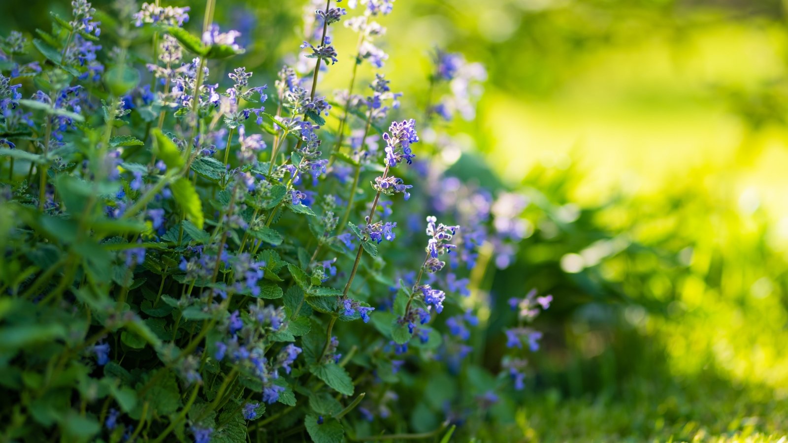 Known for its square stems, this plant displays gray-green, heart-shaped leaves and spikes of small, tubular lavender flowers.