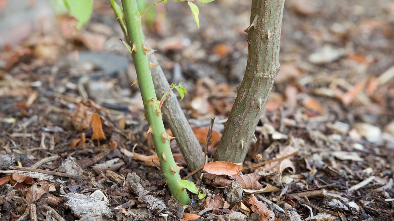 A small offshoot emerging from the base of a mature flowering plant, nestled in the soil with new growth visible at the tip.