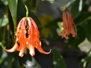 Orange Gloriosa lilies, showing off beautiful, vibrant orange petals, hanging upside down from their green stems.