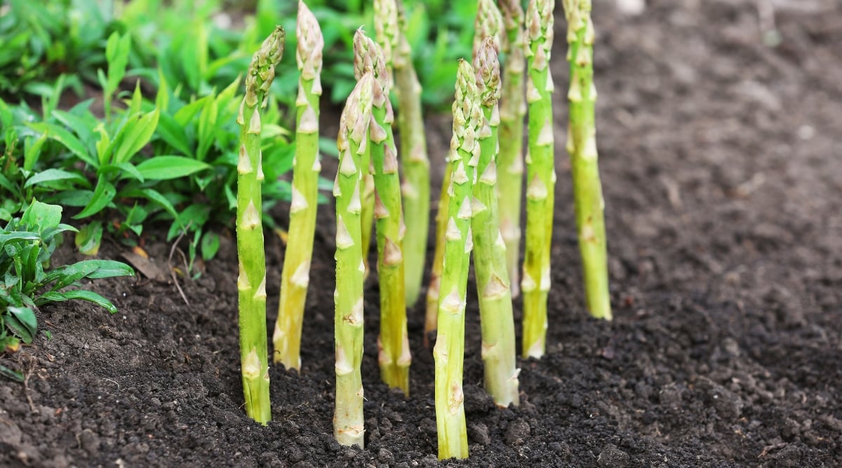 A bunch of green asparagus spears emerge from the rich, dark soil, showcasing their healthy growth and potential for a delicious harvest. Amidst the asparagus, a backdrop of green grass serves as a natural setting. 