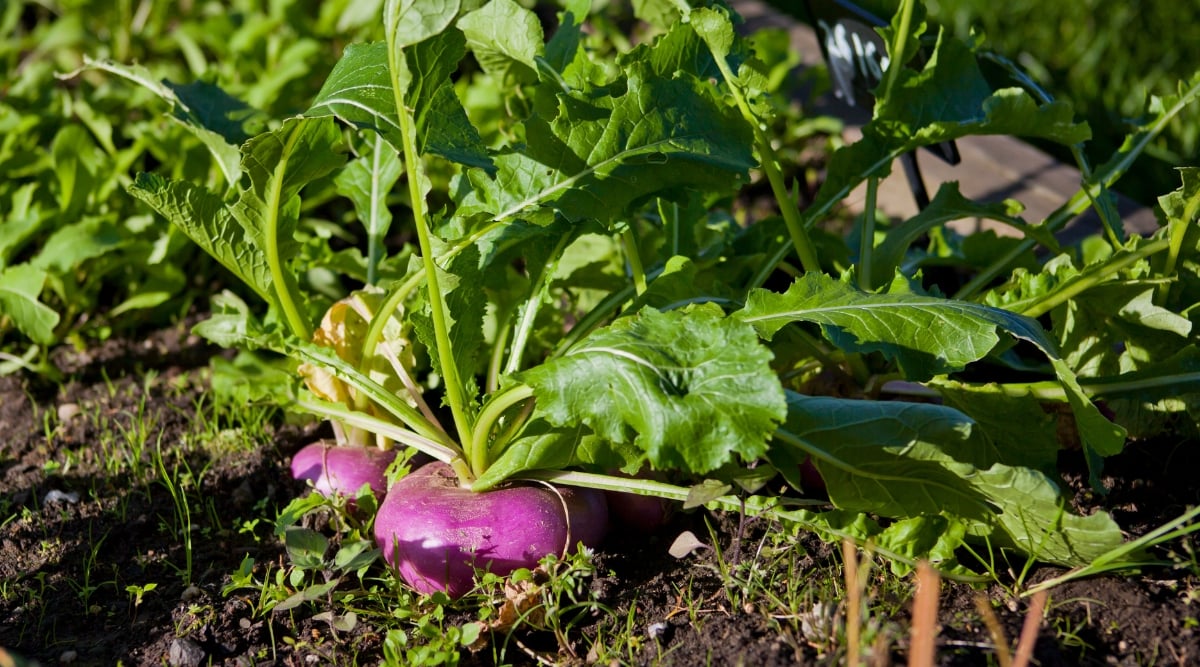 Two purple turnips, contrast against the rich, dark soil beneath them. The turnip leaves display a lush, verdant green hue, radiating health and vitality. The blurred backdrop highlights the lush greenery of surrounding vegetation, providing a natural setting.
