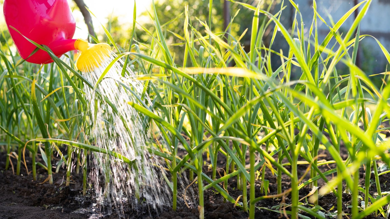 A metal watering can is used to gently pour water onto the leaves of a vegetable crop, ensuring proper hydration and care.