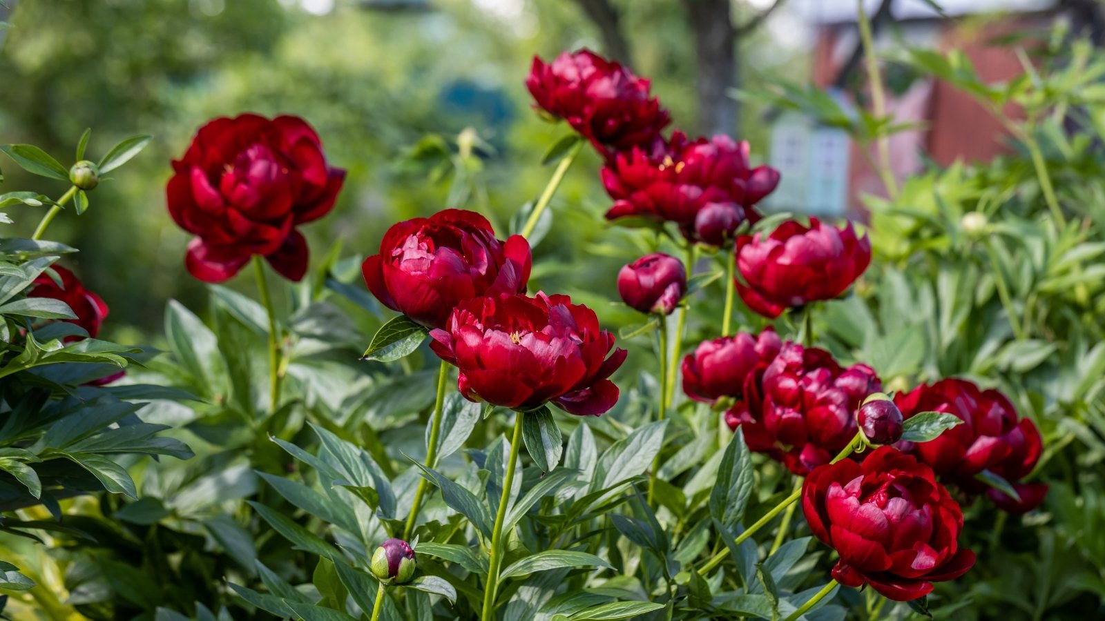 Deep red Paeonia Buckeye Belle flowers with large, layered petals bloom amidst dark green foliage in a sunlit garden.