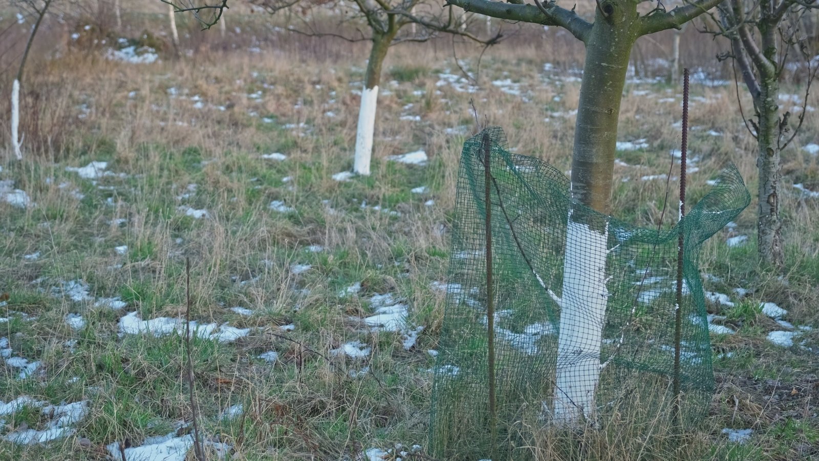 An orchard scene with multiple trunks, their bark painted white for protection, standing in neat rows.