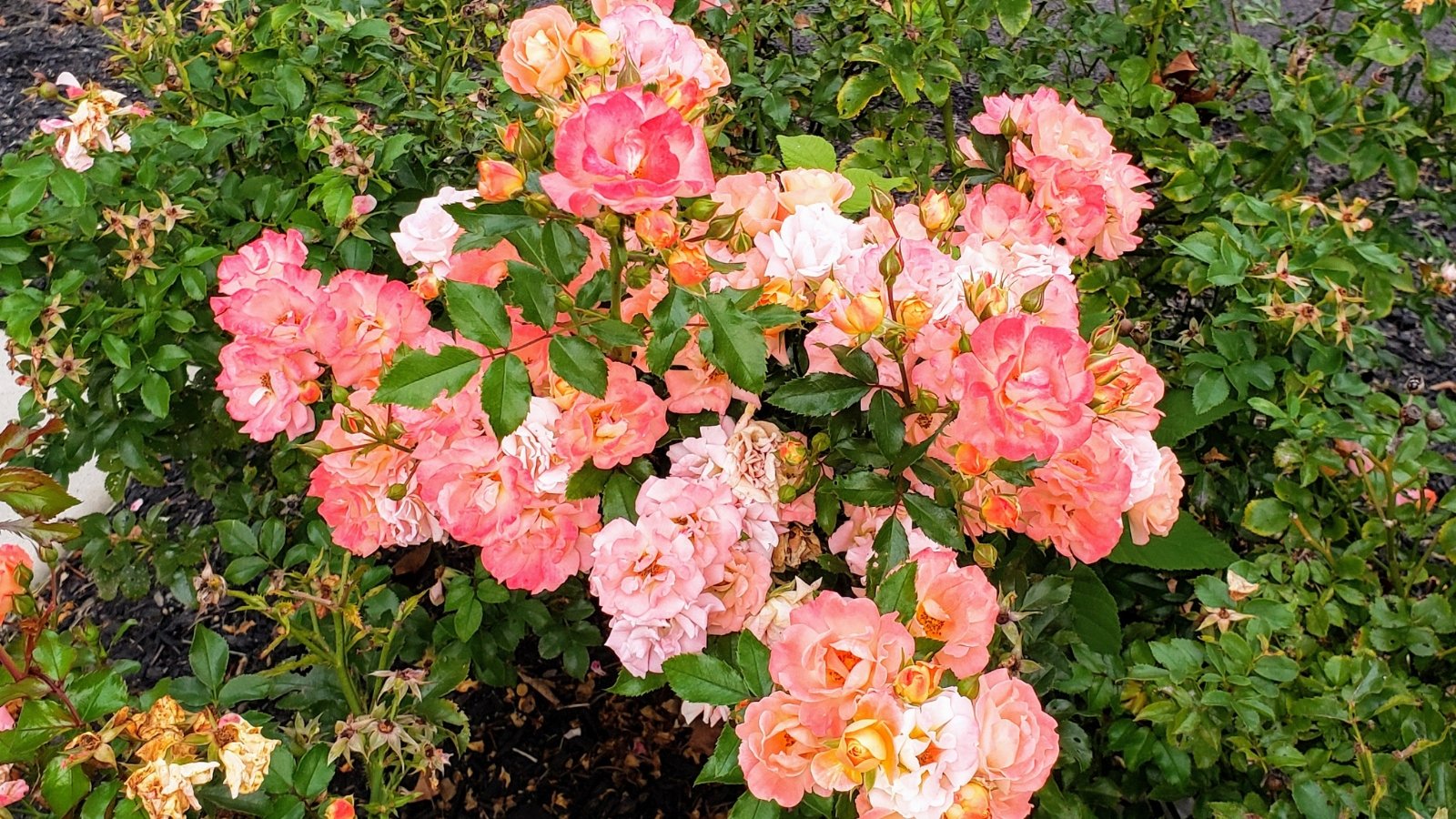 A cluster of 'Peach Drift' roses, their delicate petals unfurling in shades of pink and orange, adorn the scene. Nestled amidst verdant foliage, their vibrant hues create a captivating contrast, inviting admiration.