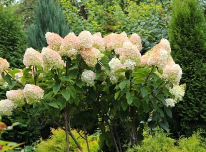 The PeeGee Hydrangea features sturdy, woody stems, dark green, serrated leaves, and large, conical clusters of white flowers that turn pink as they mature.