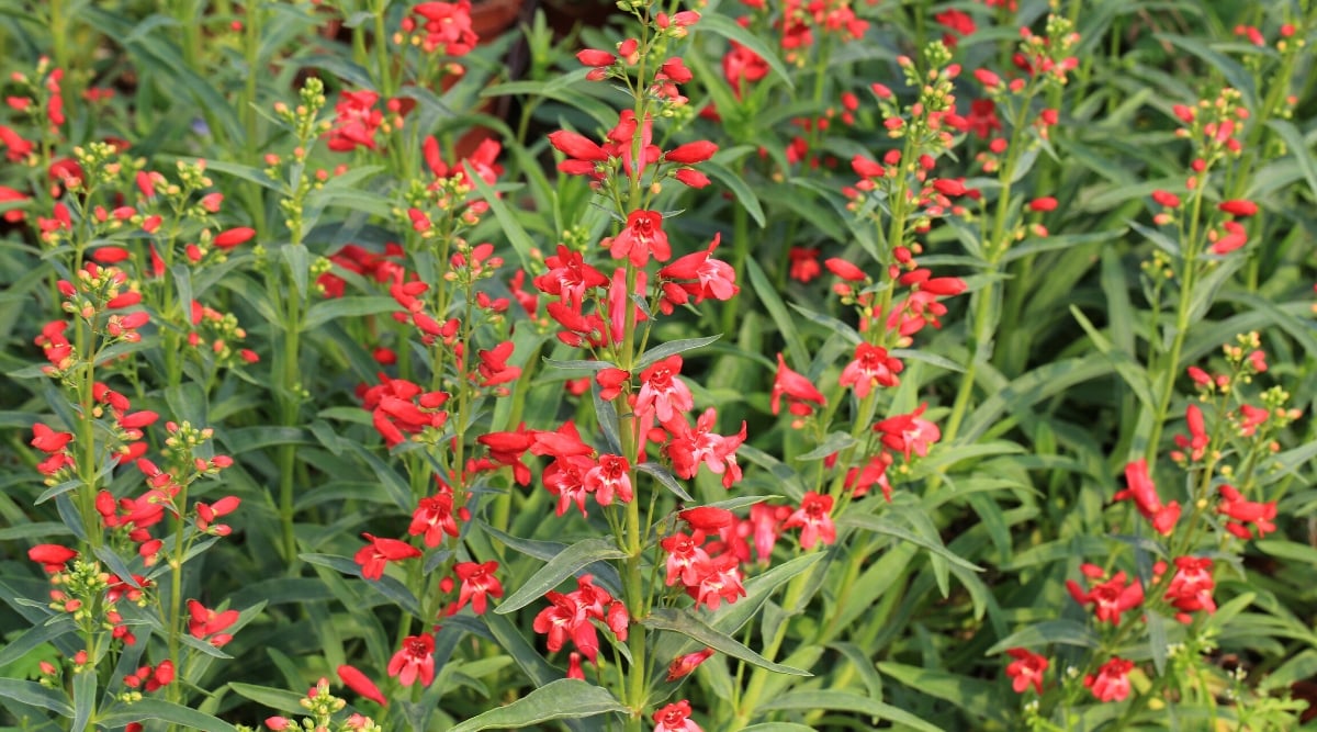 Close-up of a flowering Penstemon plant in a sunny garden. The leaves of Penstemon plants are usually elongated and lanceolate, and are dark green in color. The leaves are opposite or whorled along the stems, creating an attractive backdrop for the flowers. The flowers are small, tubular in shape with two lips resembling a beard or tongue. Flowers are bright red.