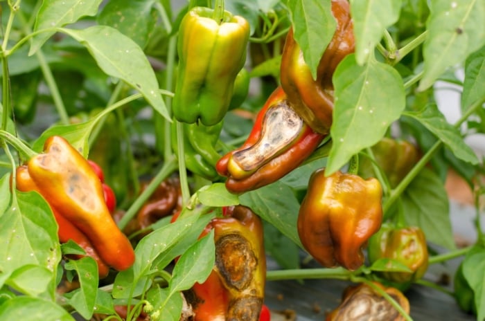 a bunch of rotting vegetables hanging from long stems, surrounded by elongated leaves.