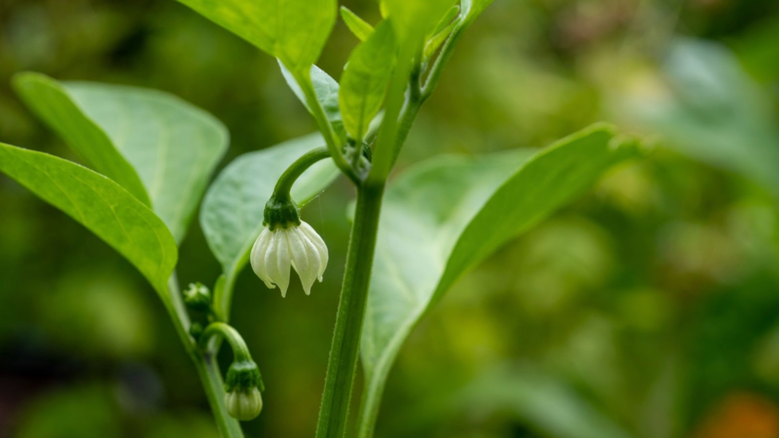 The pepper plant has broad, dark green, glossy leaves with smooth edges, and produces small, white flowers.