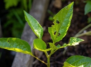 Close-up of a young pepper seedling with oval bright green leaves damaged by pests.