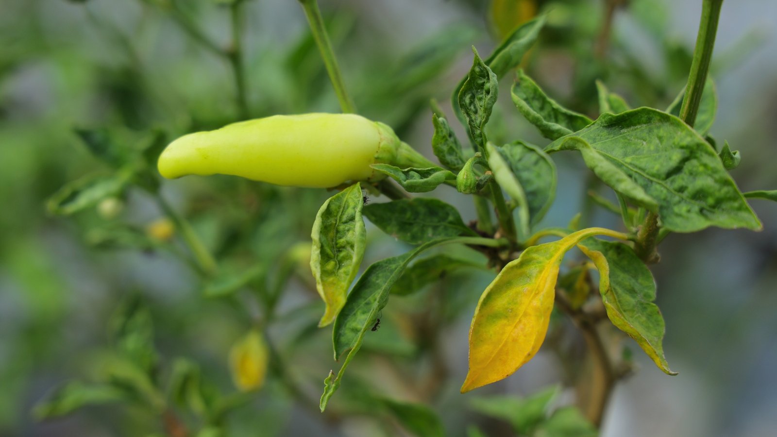 Close-up of a Capsicum annuum plant with yellow leaves and pale green oblong narrow fruit.