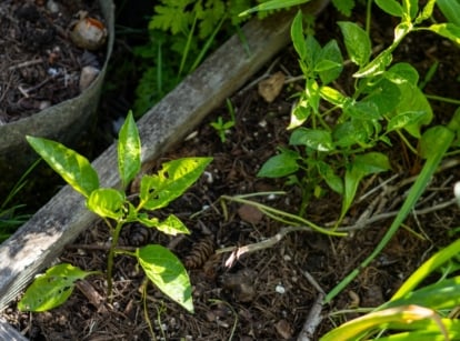 Pepper seedlings in a raised bed display delicate stems with smooth, oval-shaped leaves growing in pairs along the stem, highlighting the significance of adequate pepper spacing for optimal growth and airflow between plants.