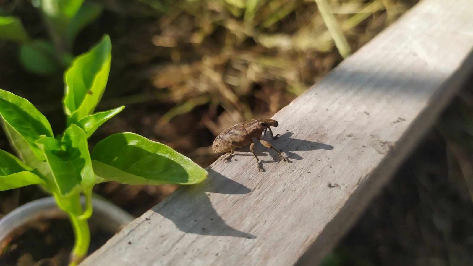 The Pepper Weevil is a small, dark-colored beetle with distinctive long snouts and elbowed antennae, observed on a raised wooden bed with young pepper seedlings growing nearby.