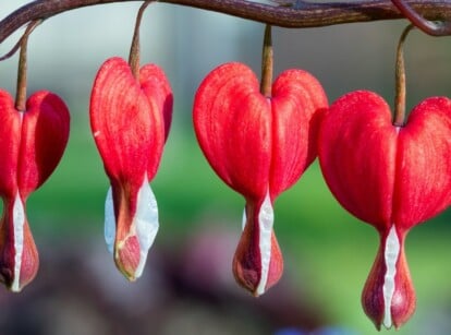 Perennial Flower Growing in Minnesota Garden