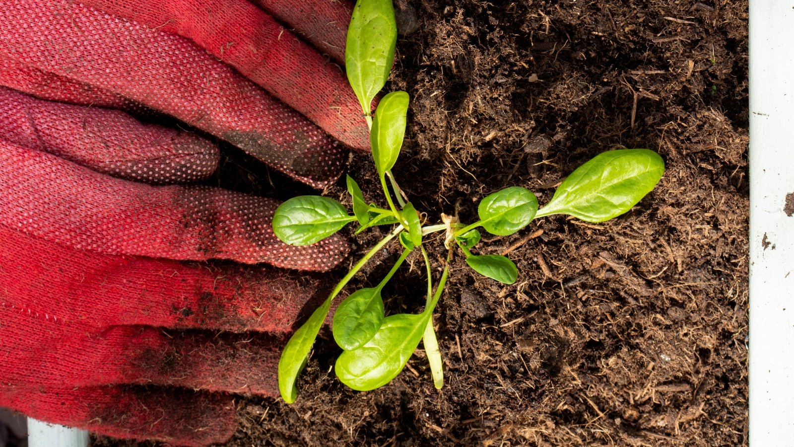 Person, wearing red gloves, planting a young seedling with thin stems and oval smooth shiny green leaves.