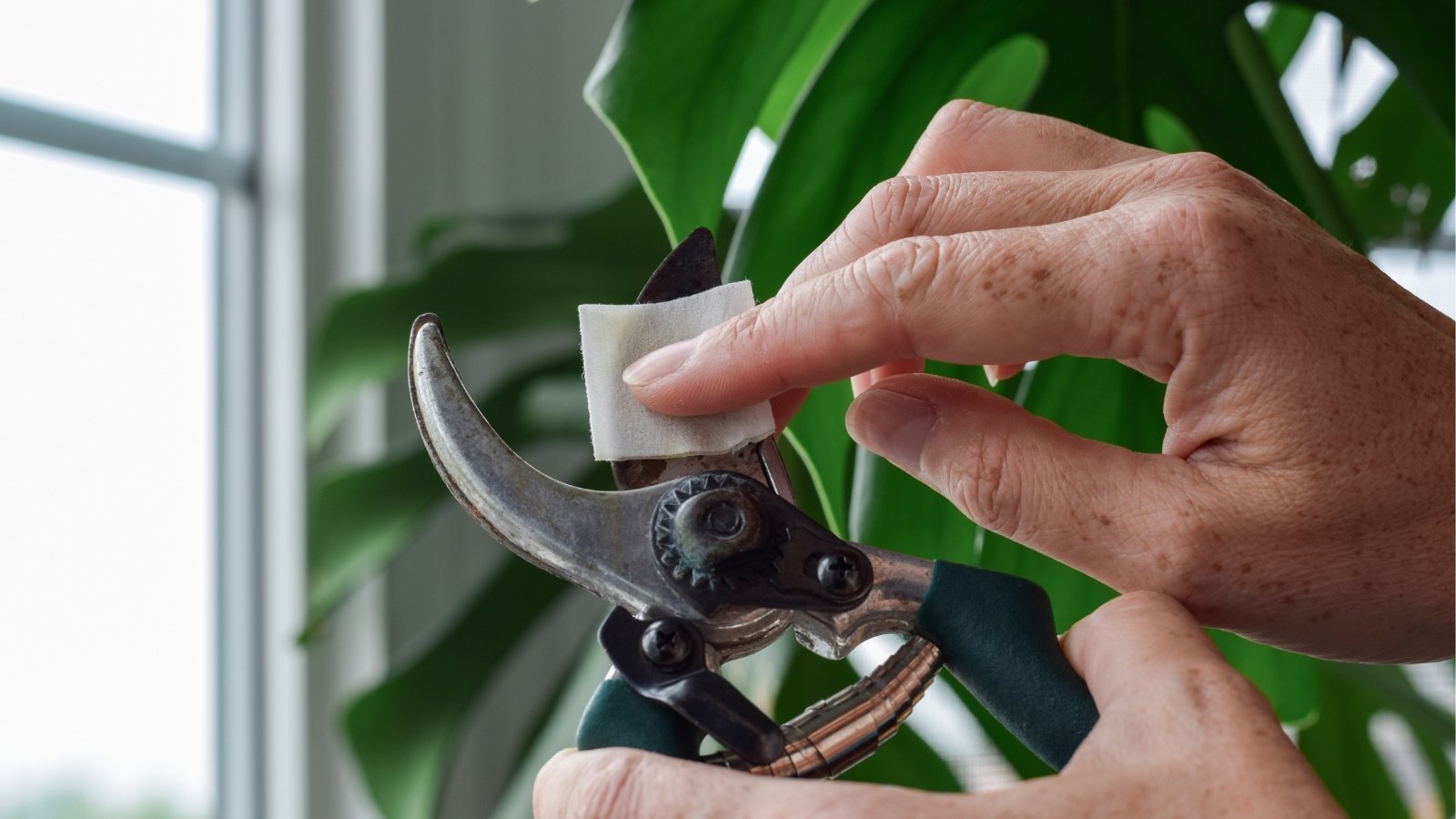 A person's hands meticulously wipe the blade of pruning shears using a soft cotton pad, ensuring cleanliness and sharpness. In the background, a lush houseplant with deeply lobed leaves adds a touch of greenery to the scene.