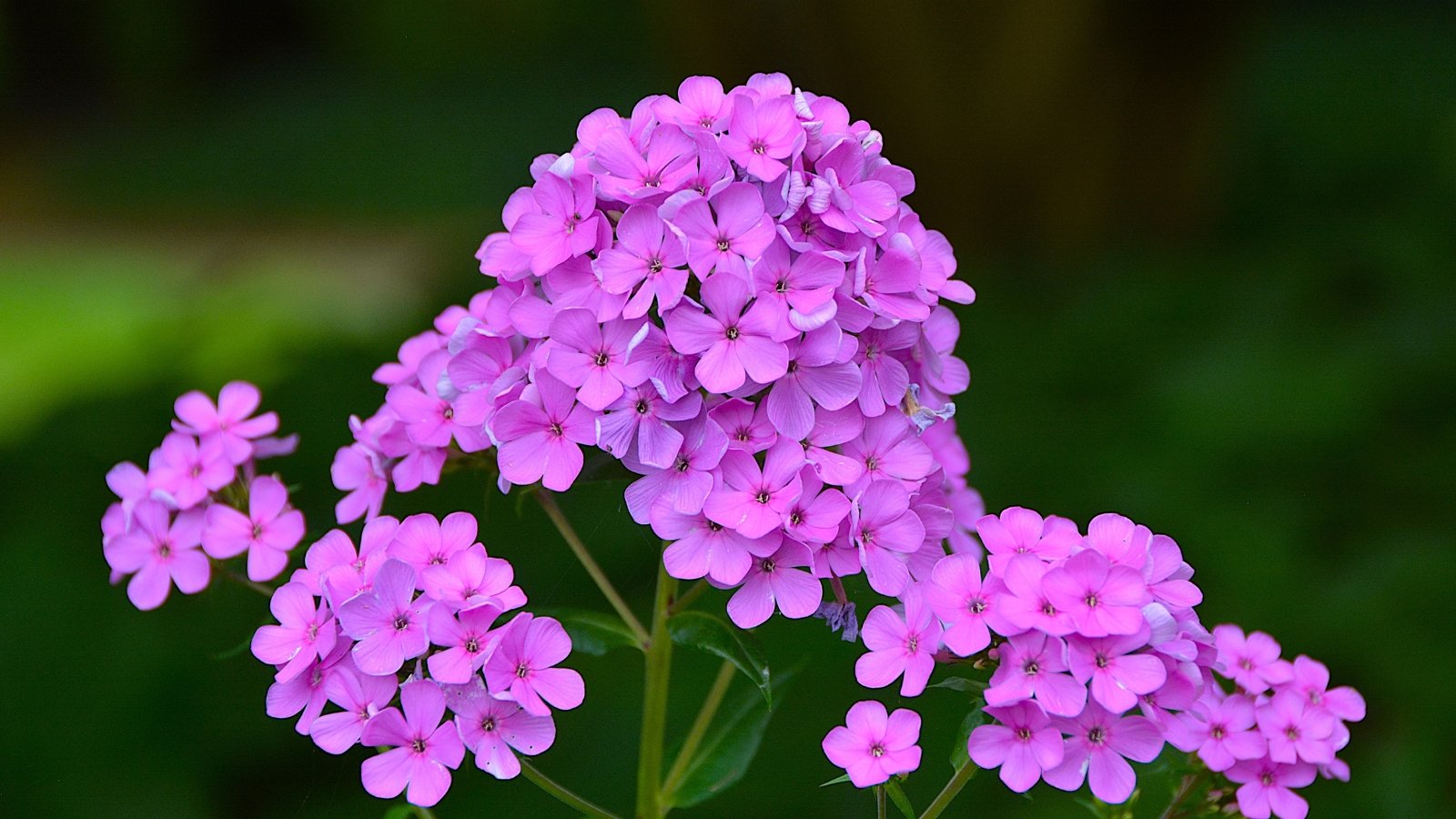 Vibrant purple Phlox flowers cluster together in full bloom, surrounded by green leaves under a clear, bright sky.