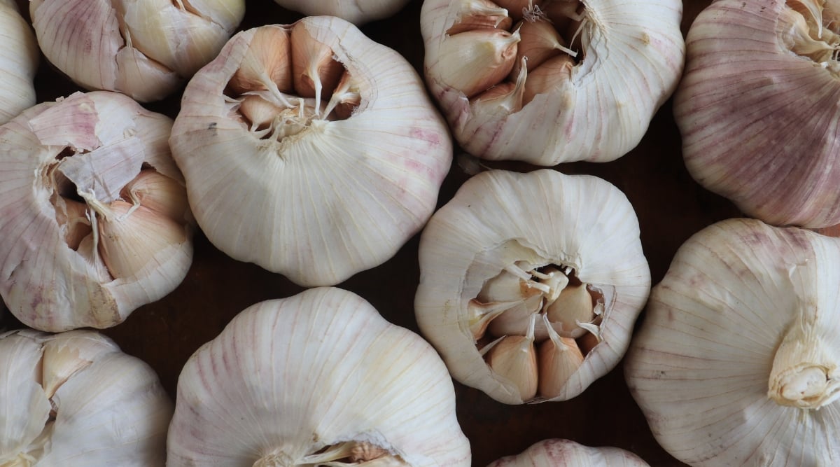 A close-up of fresh, white garlic bulbs with their top layers meticulously peeled away, exposing the pristine cloves nestled within. The open husk hints at the pungent, savory potential locked within these flavorful, culinary gems.