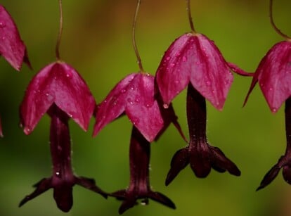 Vibrant pink blooms of the Purple Bell Vine glisten with moisture, creating a vivid and refreshing sight. The blurred background showcases lush greenery, enhancing the beauty of the delicate blossoms.