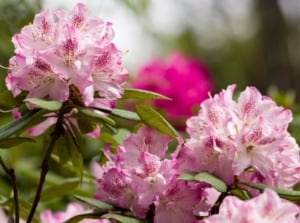 A joyful assortment of bright pink flowers with a gradient from deep rose centers to softer blush tips, accompanied by large, glossy green leaves.