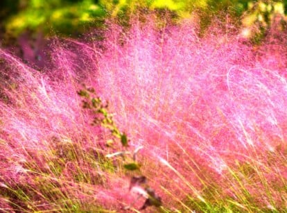 Delicate pink muhly grass sways gracefully, casting a mesmerizing pink hue across the landscape. Each slender blade catches the light, creating a soft, ethereal ambiance and a breathtaking sight of nature's beauty.