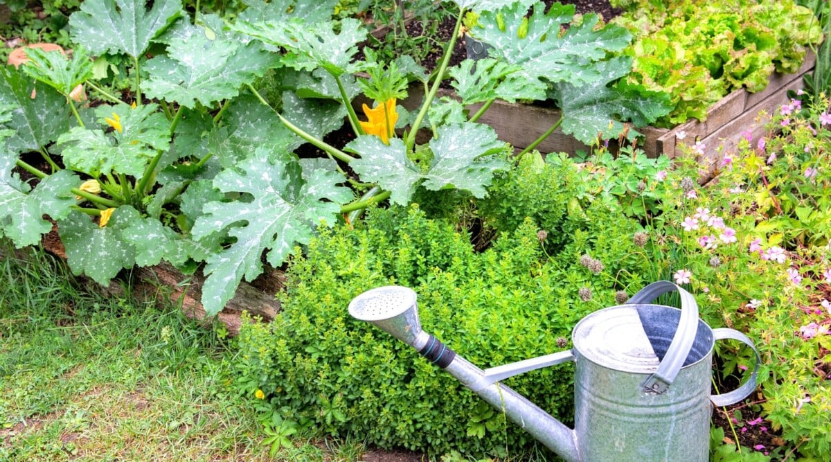 a small tin watering can is placed near a large squash plant that's starting to crowd herbs in a garden bed.