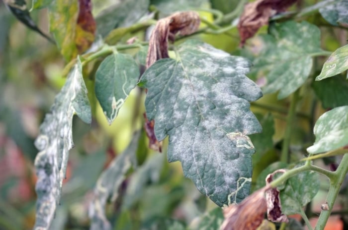 A close-up of tomato leaves shows a white, powdery coating that affects their surface and overall appearance.